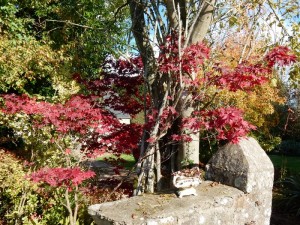 acer palmatum purpureum  chez Pascale 