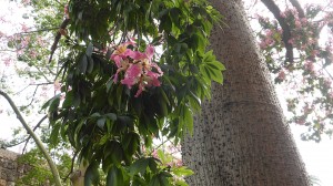 Ceiba Speciosa - Faux Kapokier - Jardin de l'Alcazar à Séville - Photo LM