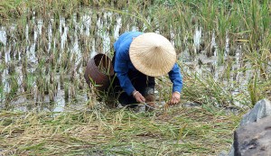 Culture du riz au Vietnam - Photo LM 2011