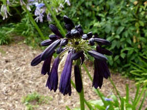 Agapanthus inapertus midnight cascade - Photo GC