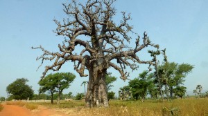 Baobab - Burkina Faso - Novembre 2016 - photo LM