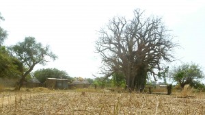 Baobab - Burkina Faso - Novembre 2016 - photo LM