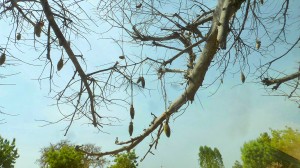 Baobab - Fruits - Burkina Faso - Novembre 2016 - photo LM