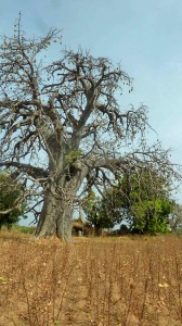 Baobab - Burkina Faso - Novembre 2016 - photo LM