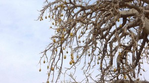 Baobab - Fruits - Burkina Faso - Novembre 2016 - photo LM