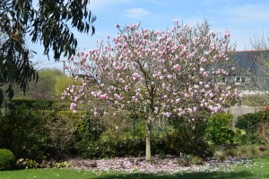 Magnolia heaven Scent