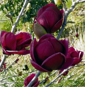 2Black-tulip