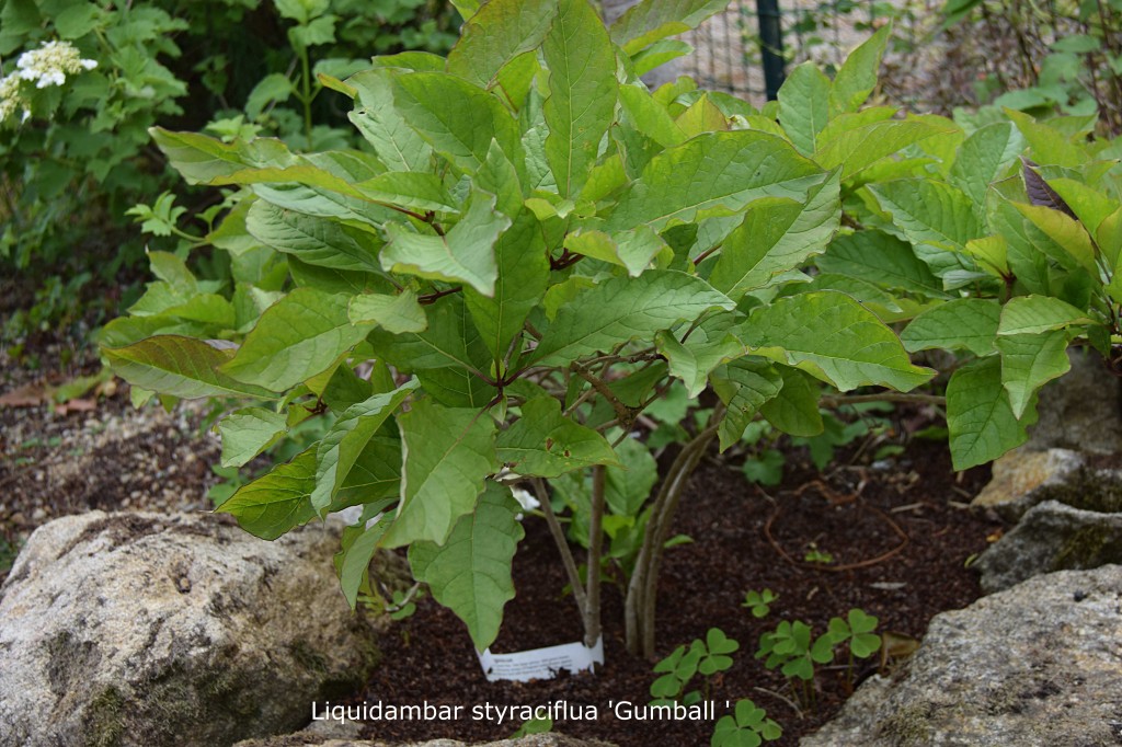 9Liquidambar