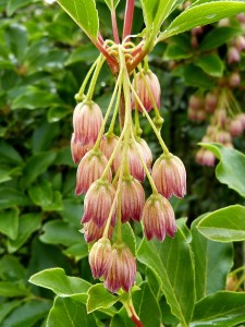 enkianthus campanulathus 20 04 2017G c