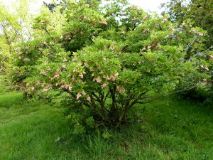 enkianthus campanulatus 20 04 2017 a