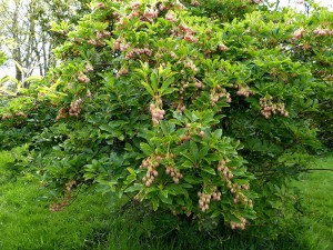 enkianthus campanulatus 20 04 2017 b