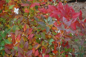 20071108_feuilles_automne