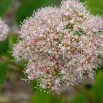 Pink Pincushion