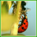 Coccinelle Auxiliaire