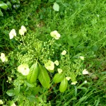 H Chinensis scandens obova