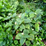 H Involucrata hortensis