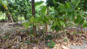 Plant cacao - Photo LM