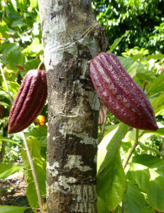 Cabosse cacao - Photo LM