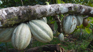 Cabosse cacao - Photo LM