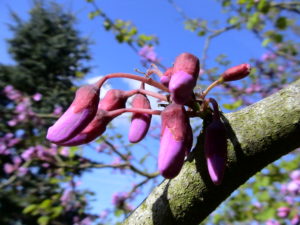 Arbre de Judée - LM