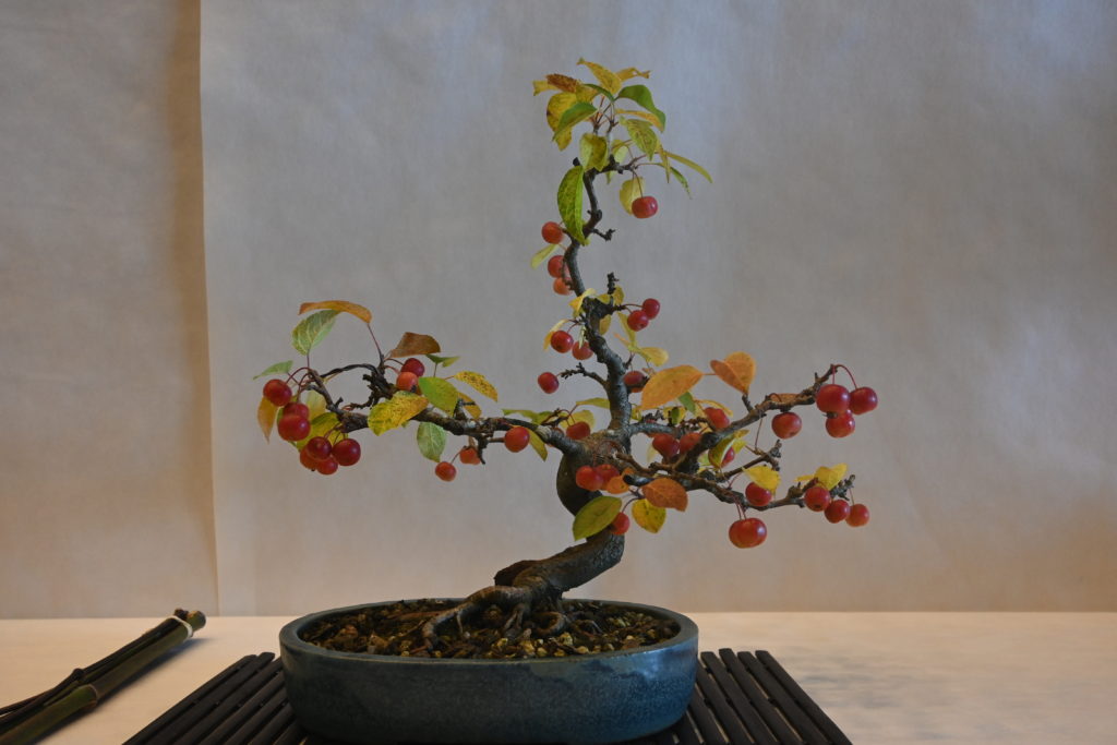 Exposition Bonsaï Langueux Jardin Passion Lannion